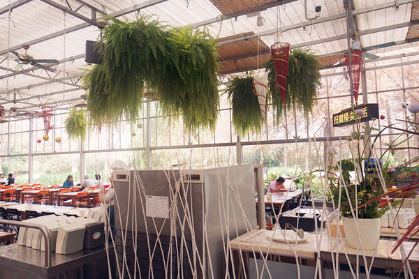 異國風落羽松【菁芳園】,創作獨特盆栽,大溫室裡餐點,享受被花草圍繞的日子