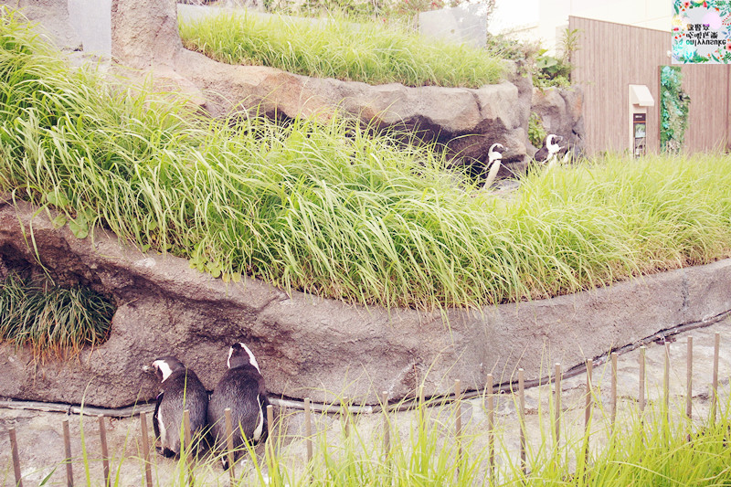 國外旅遊【池袋陽光水族館】世界首創空中企鵝,特別生物展示,療癒系盡收眼底