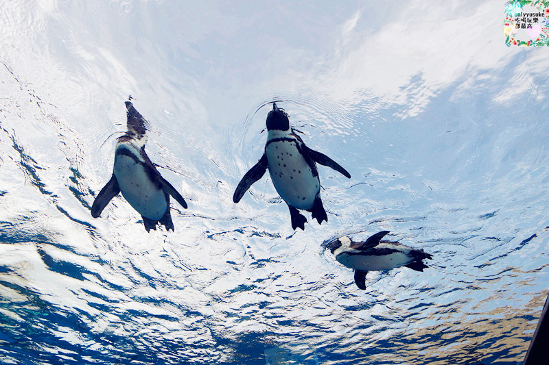 國外旅遊【池袋陽光水族館】世界首創空中企鵝,特別生物展示,療癒系盡收眼底