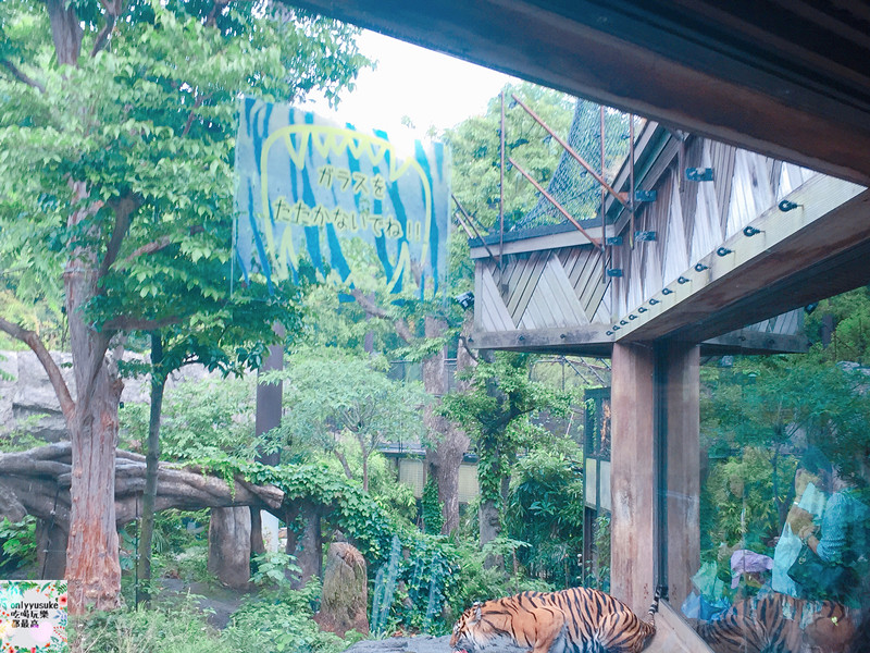 國外旅遊【日本東京自助行DAY3】療癒北極熊,上野動物園-巢鴨-舊古河庭園