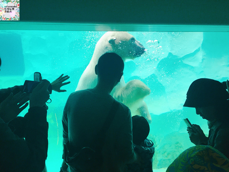 國外旅遊【日本東京自助行DAY3】療癒北極熊,上野動物園-巢鴨-舊古河庭園