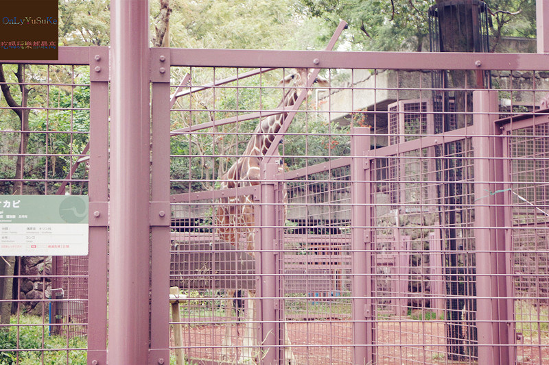 國外旅遊【東京恩賜上野動物園】來日本怎麼能不去動物園,親子旅遊推薦景點