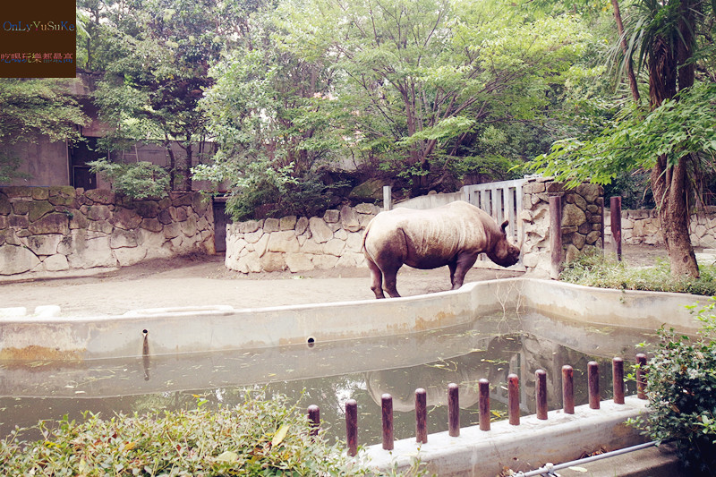 國外旅遊【東京恩賜上野動物園】來日本怎麼能不去動物園,親子旅遊推薦景點