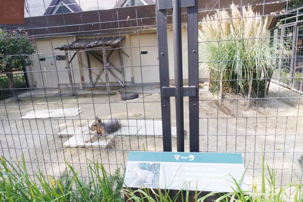 井之頭公園動物園巴塔哥尼亞豚鼠