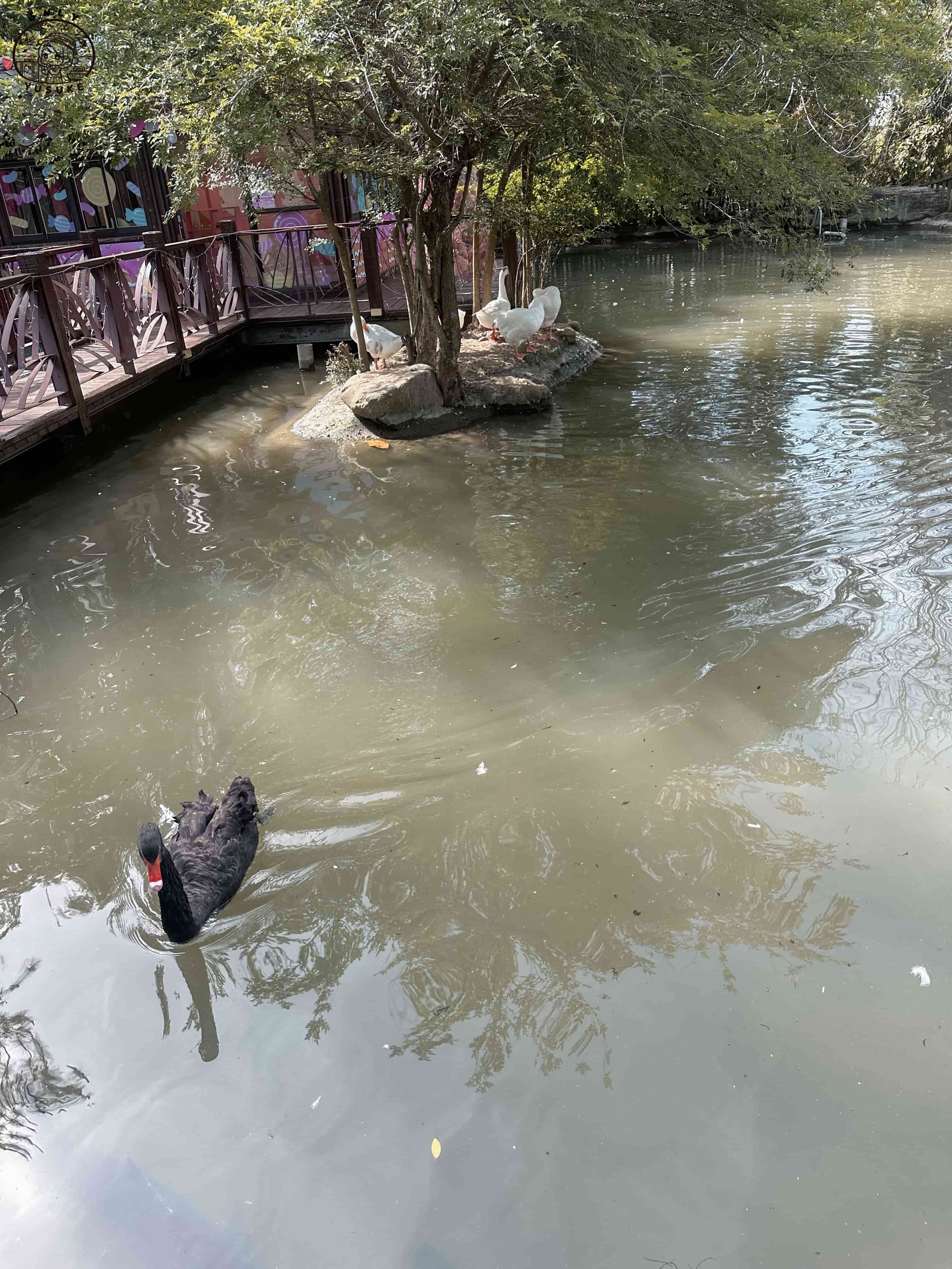 巧克力雲莊介紹