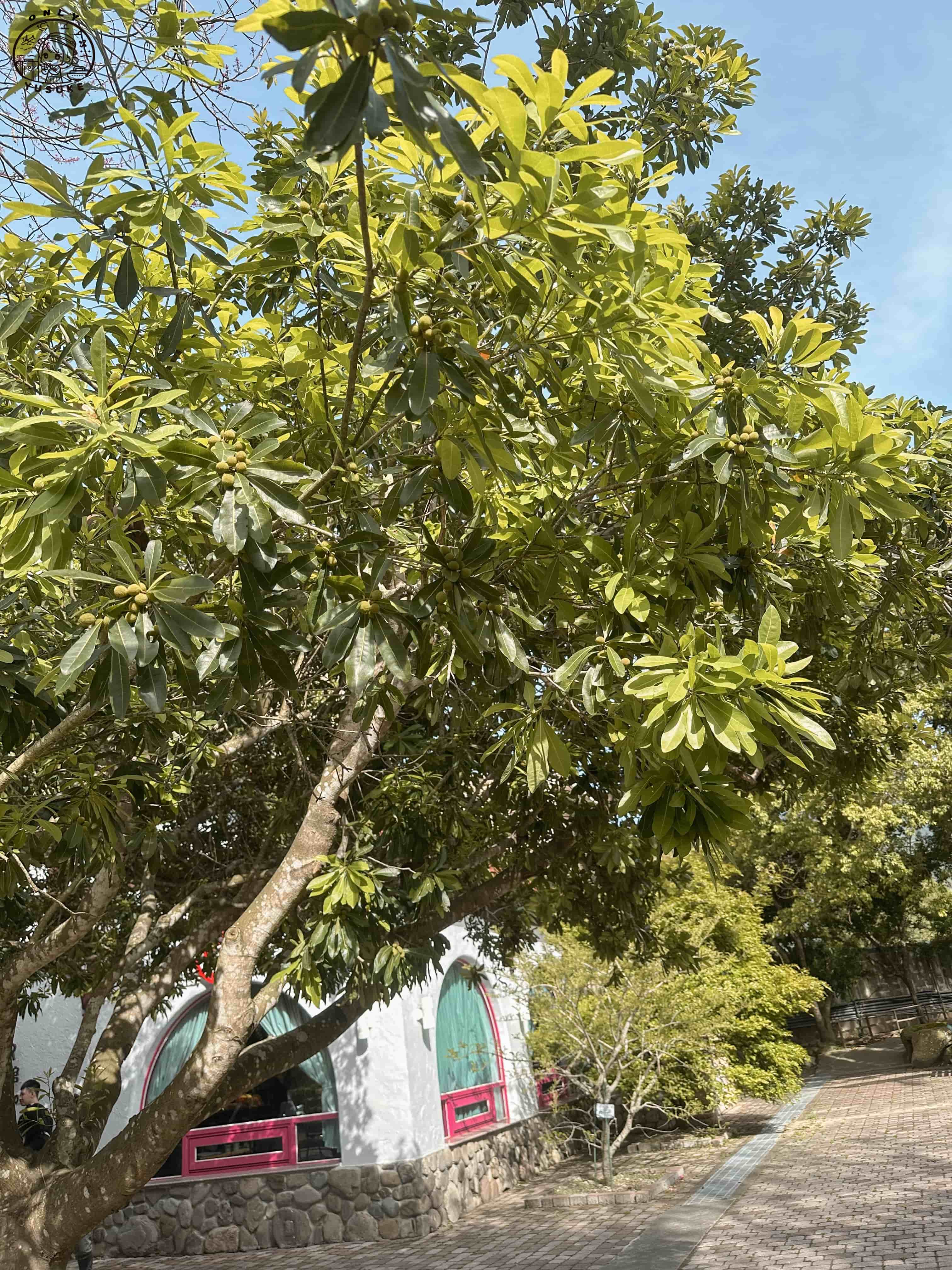 巧克力雲莊介紹