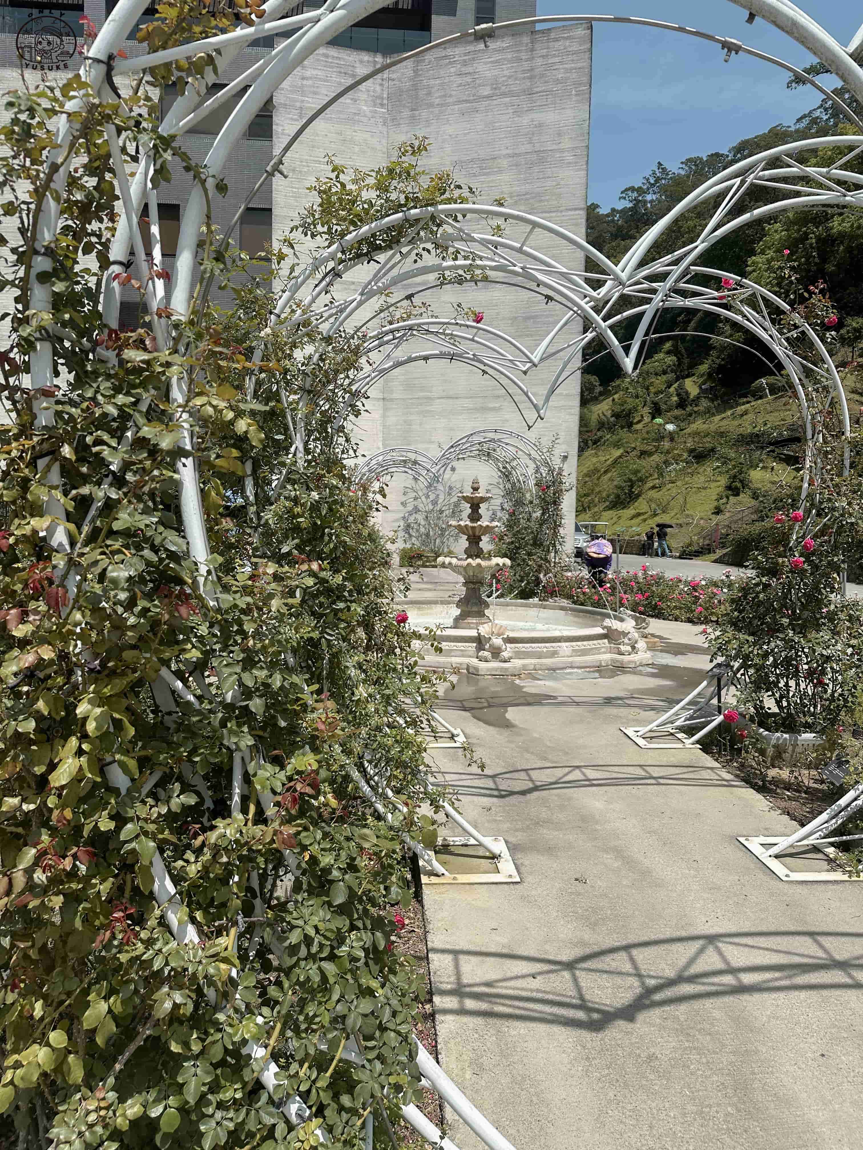 雅聞七里香玫瑰森林介紹