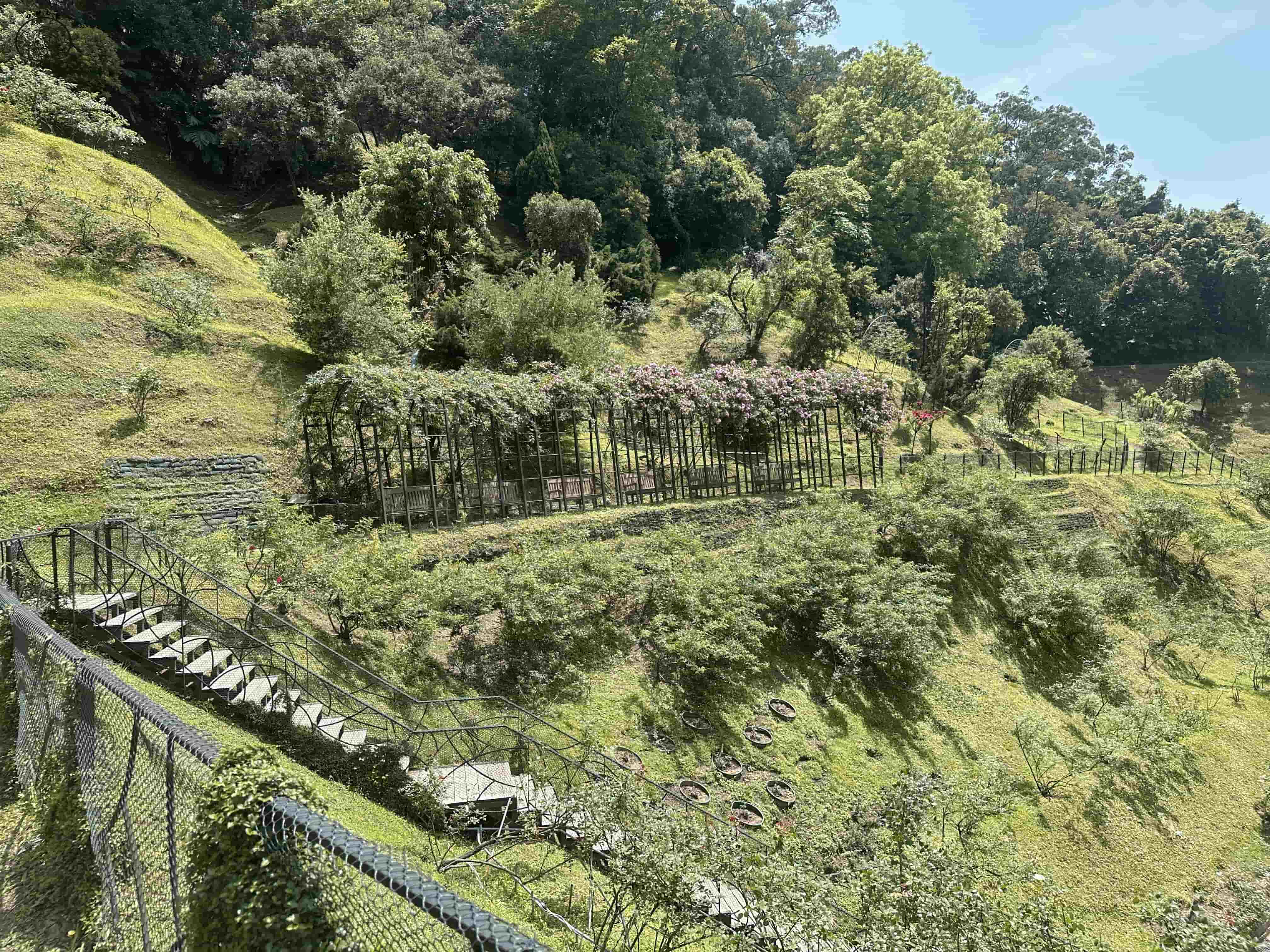 雅聞七里香玫瑰森林介紹