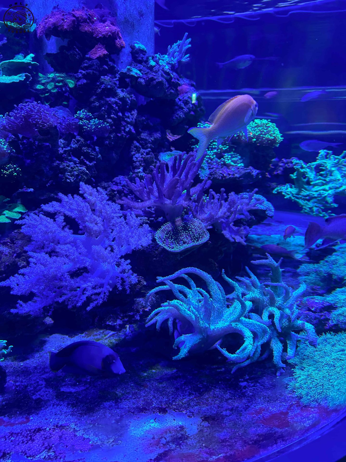 潮境智能海洋館介紹