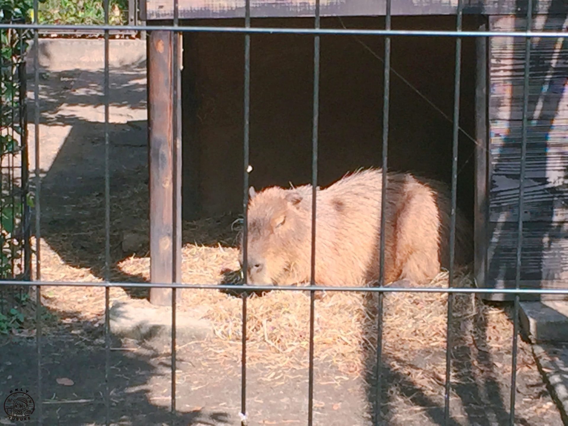 吉祥寺必吃必逛