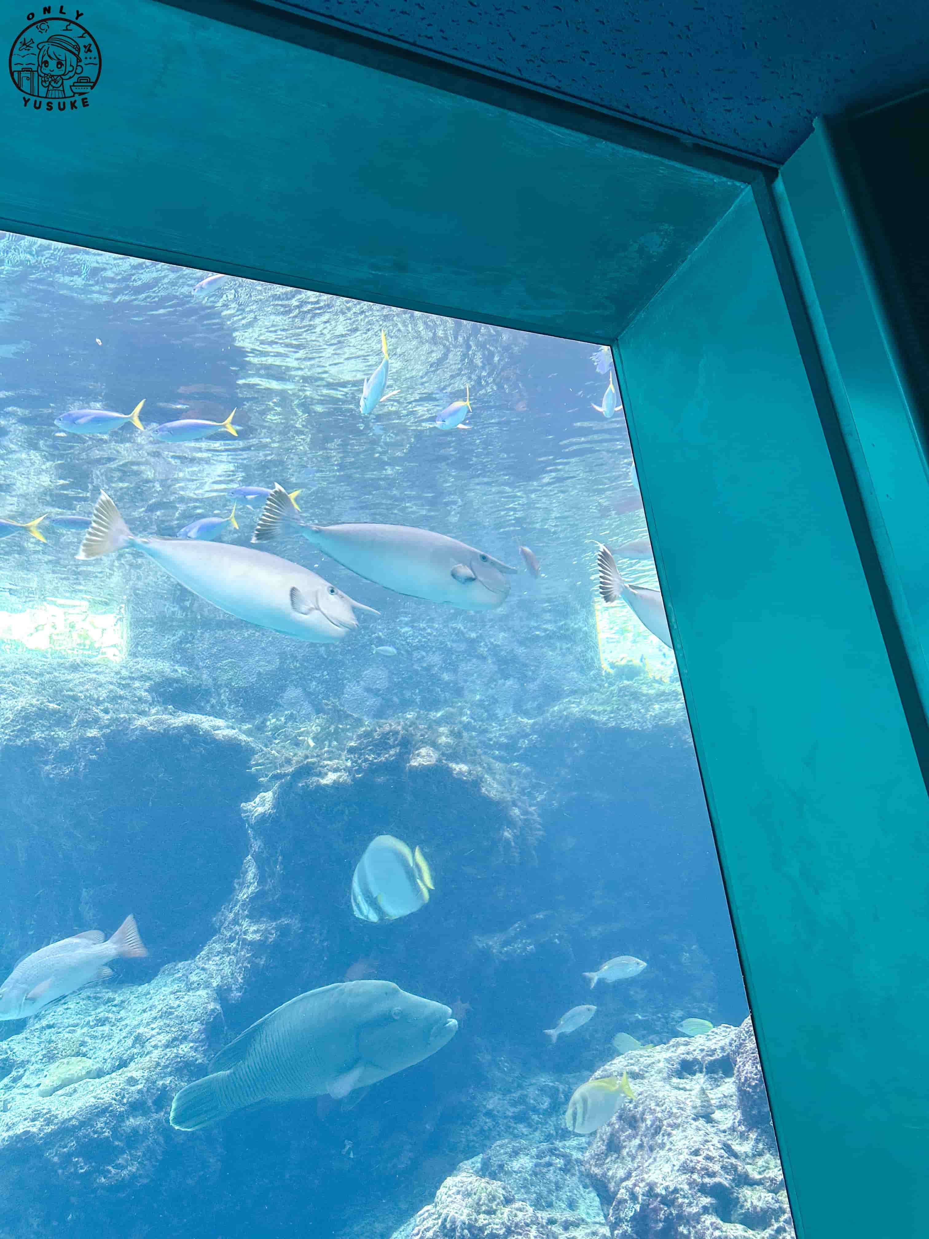 沖繩美麗海水族館介紹
