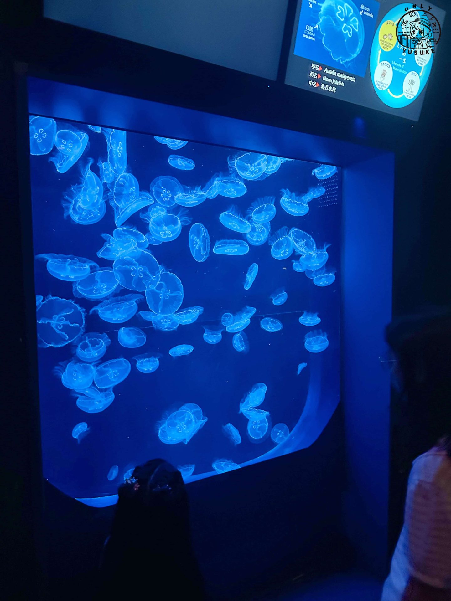 沖繩美麗海水族館介紹
