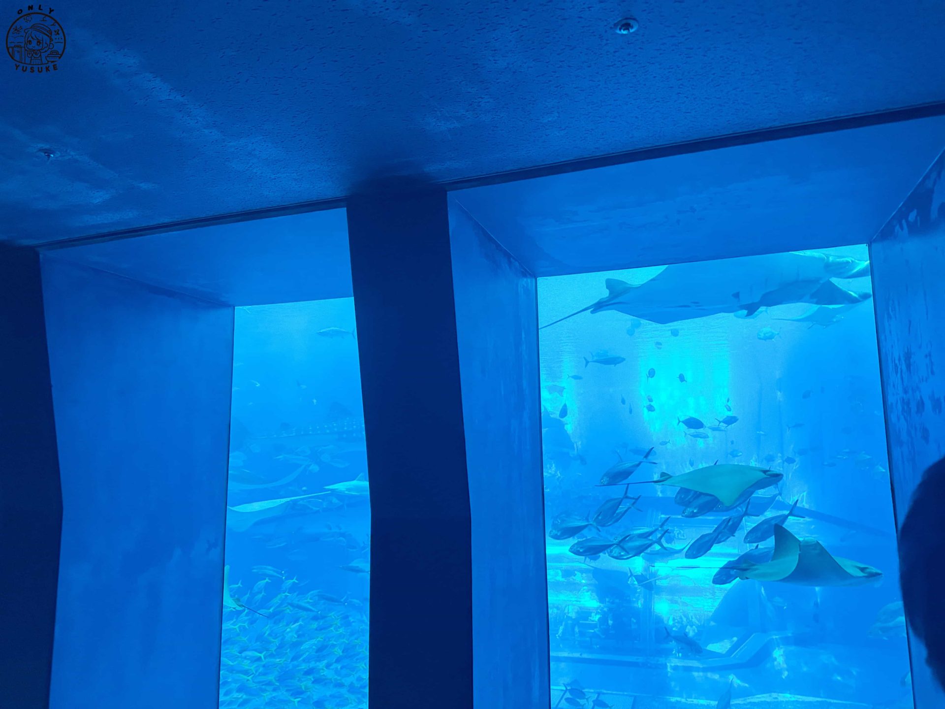 沖繩美麗海水族館介紹