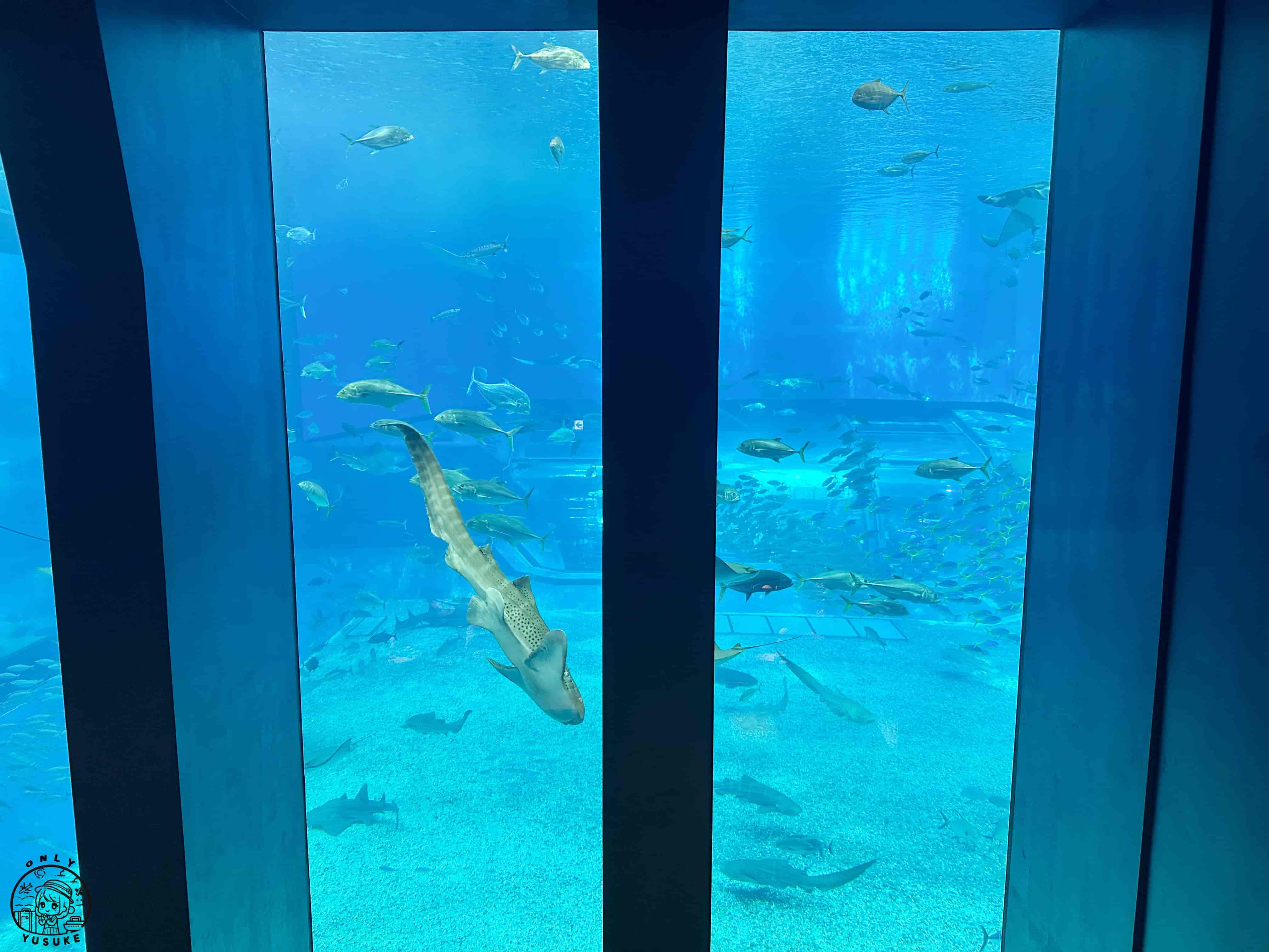 沖繩美麗海水族館介紹
