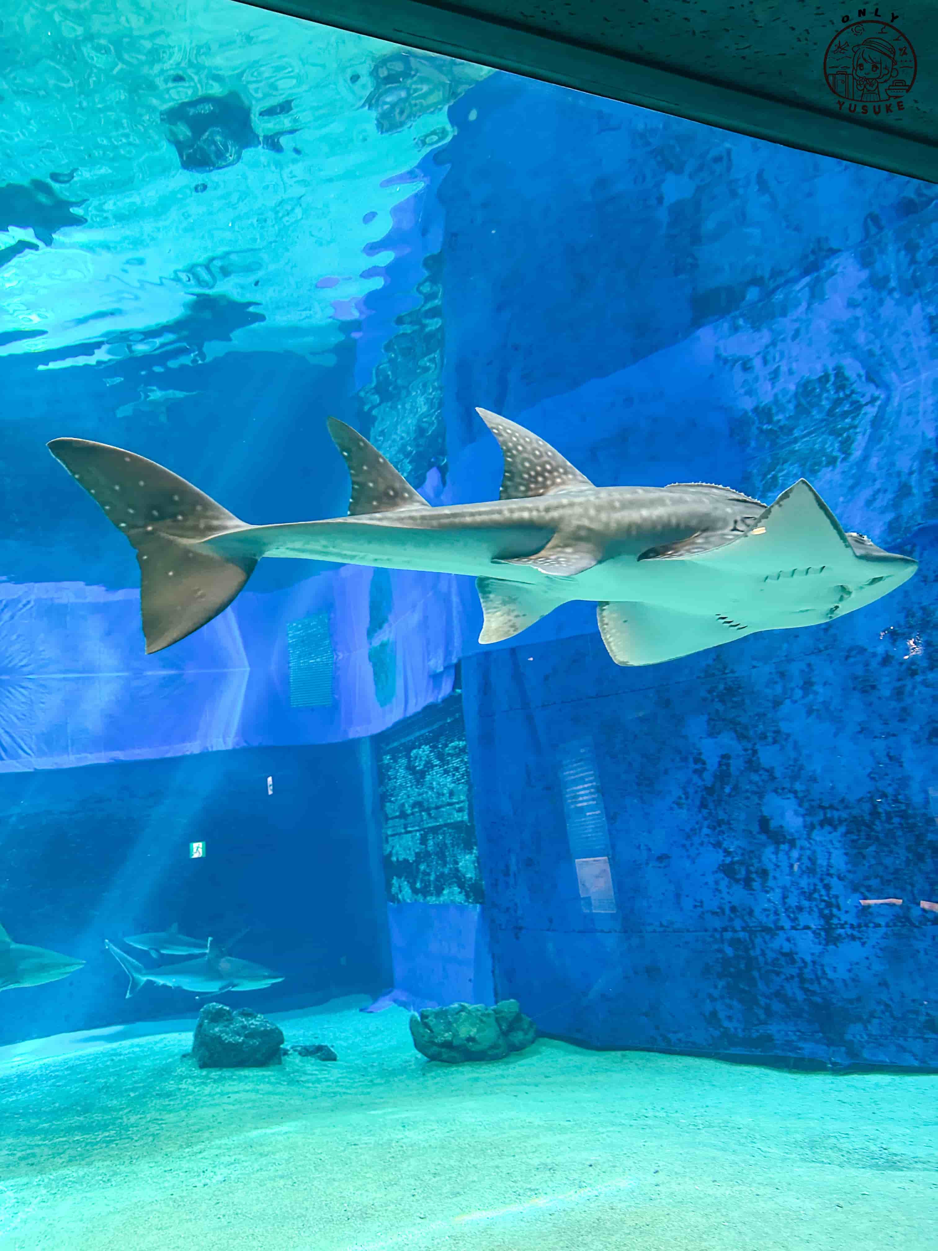 沖繩美麗海水族館介紹