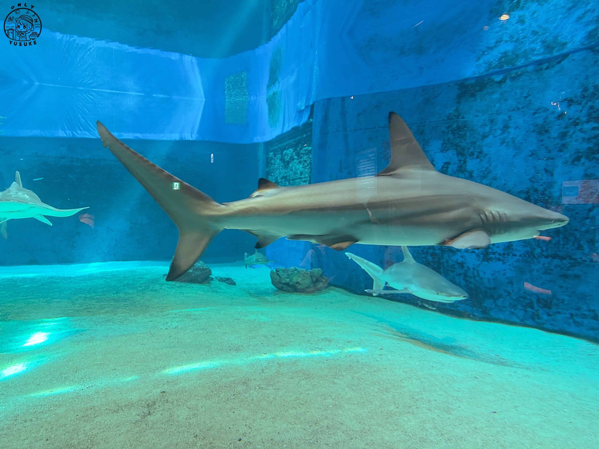 沖繩美麗海水族館介紹
