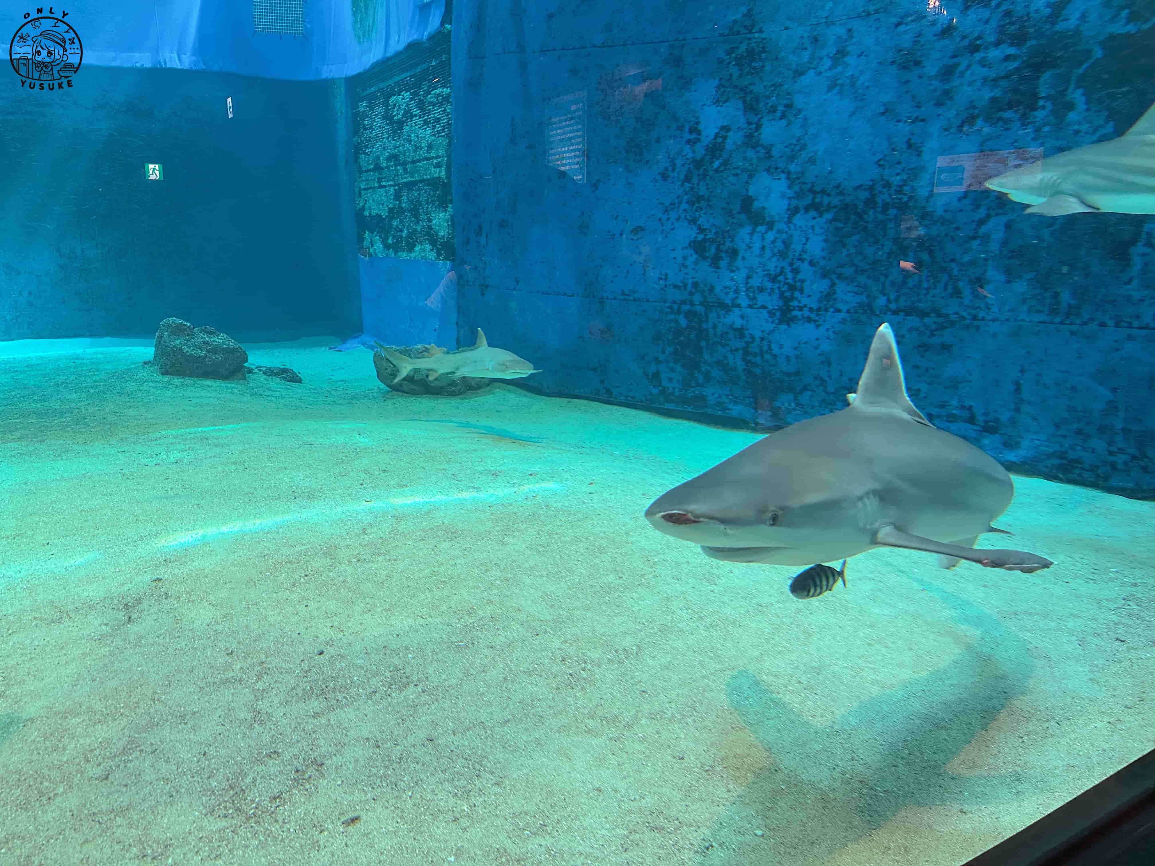 沖繩美麗海水族館介紹