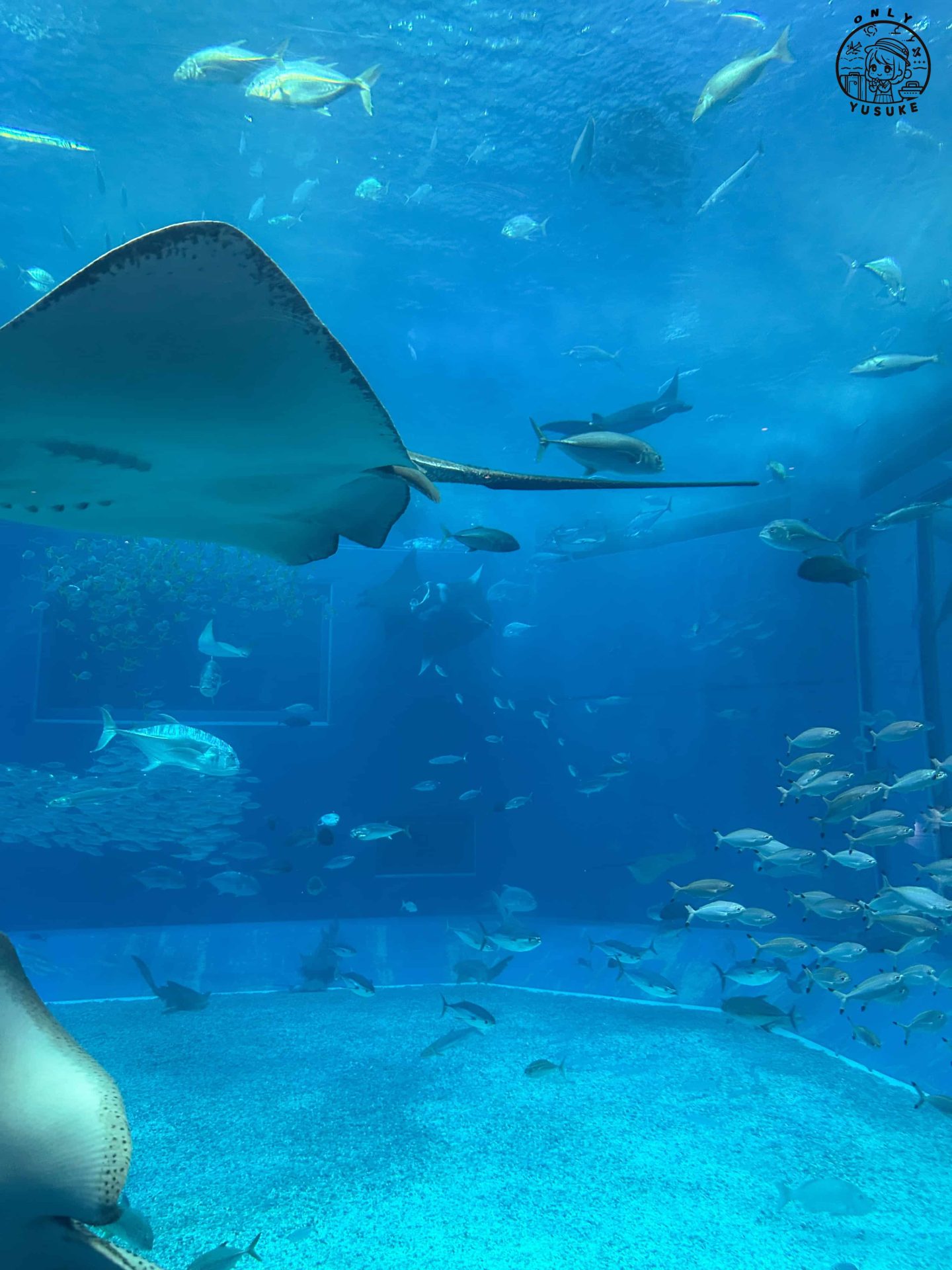 沖繩美麗海水族館介紹
