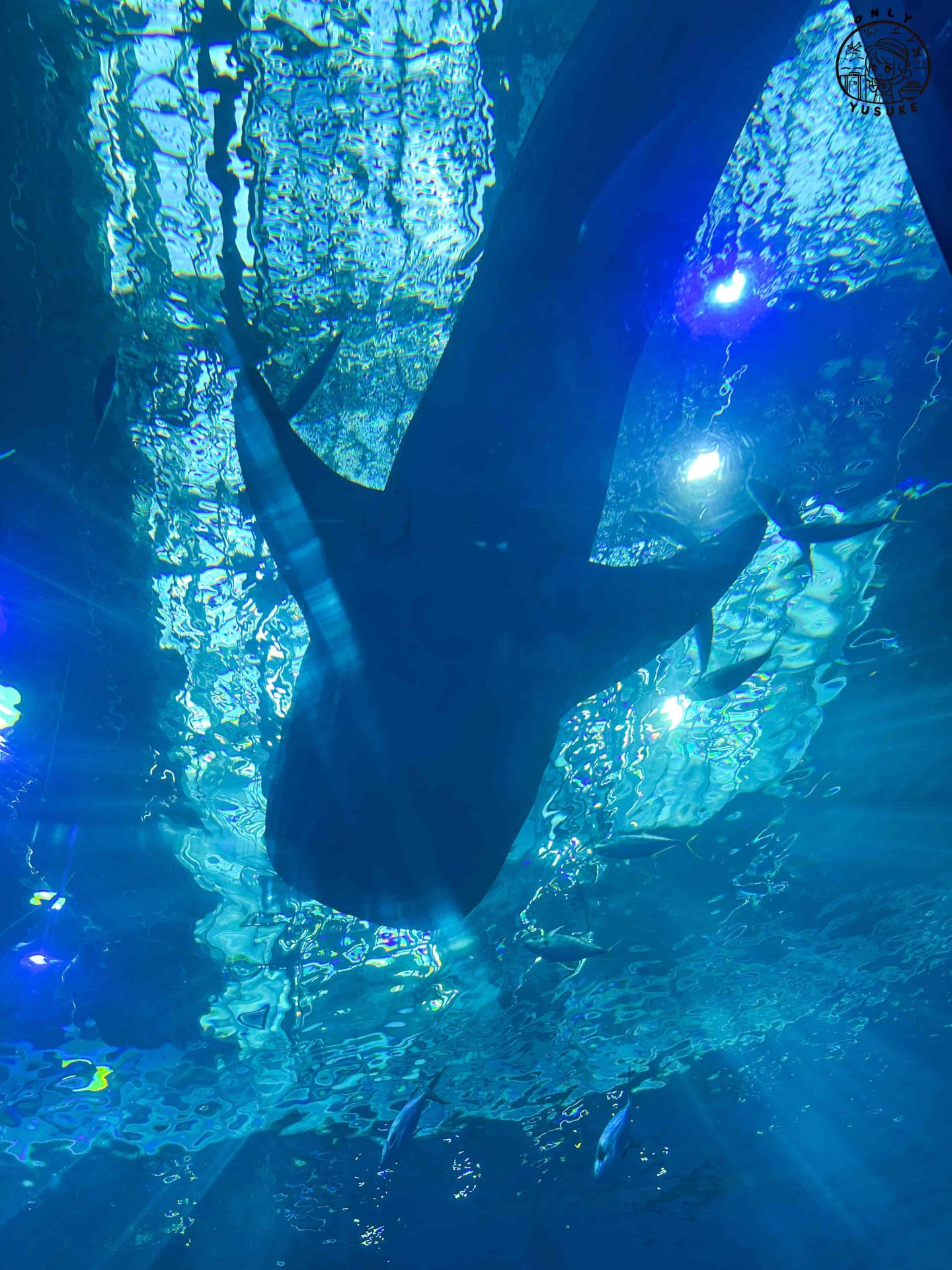 沖繩美麗海水族館介紹