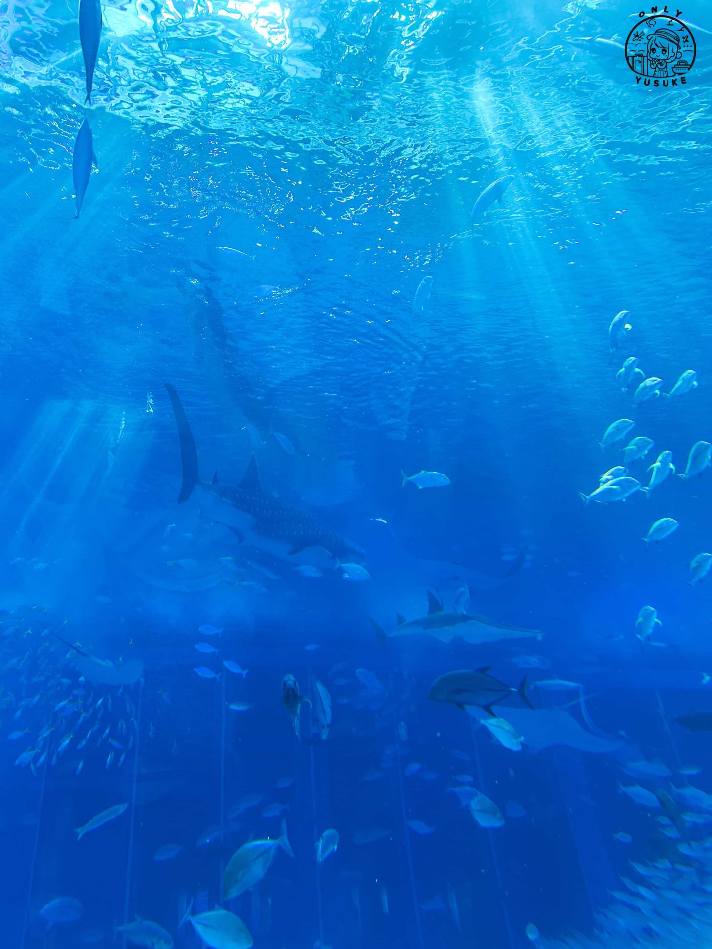 沖繩美麗海水族館介紹
